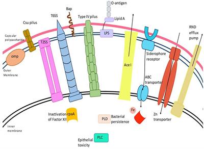 Deciphering the virulence factors, regulation, and immune response to Acinetobacter baumannii infection